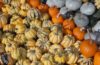 Squashes