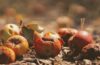 Reducing Food Waste | Composting Methods