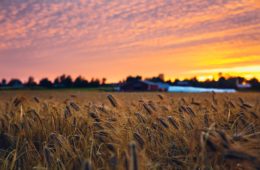 russian blockade, crops, ukraine