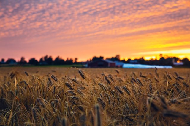 russian blockade, crops, ukraine
