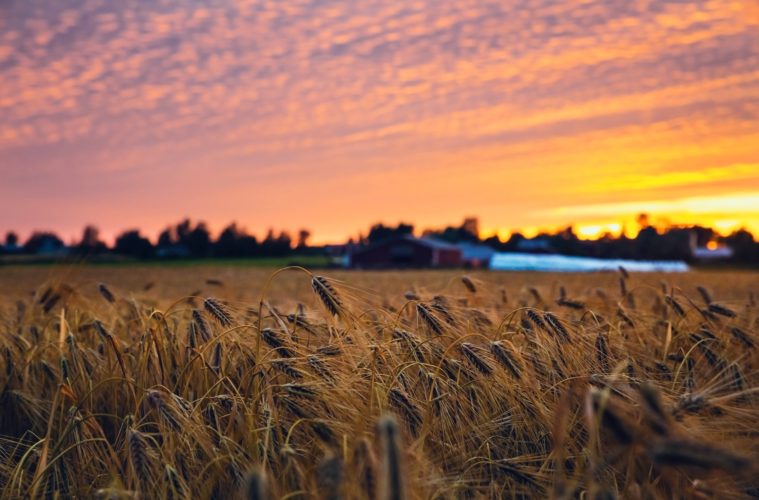 russian blockade, crops, ukraine