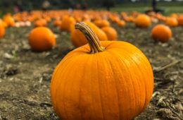 pumpkin recipes