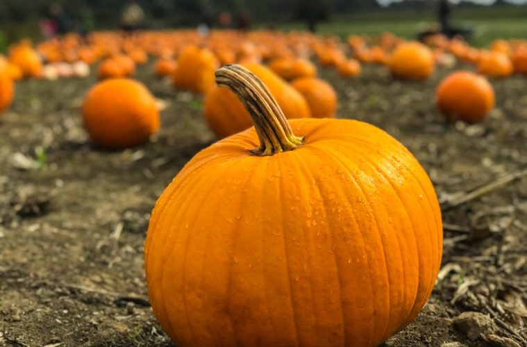 pumpkin recipes