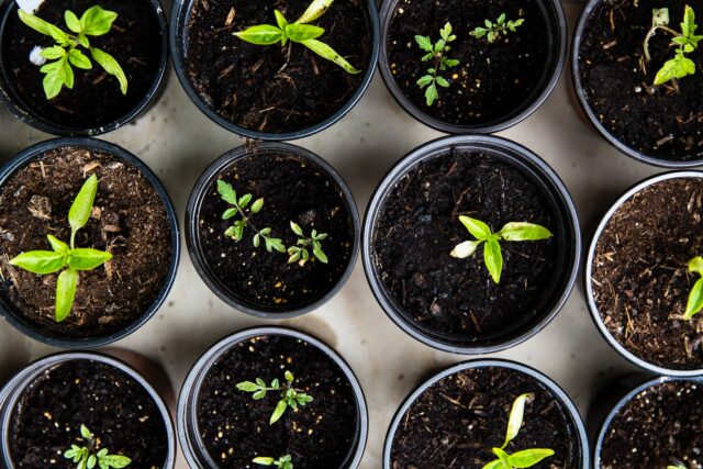 Eating Sustainably at Home | sustainable eating