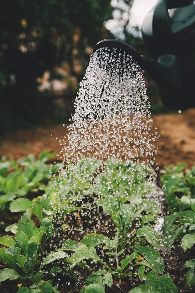 Vegetable Patch | Growing Vegetables in your Back Garden