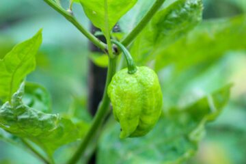 The Hottest Chillies in the World