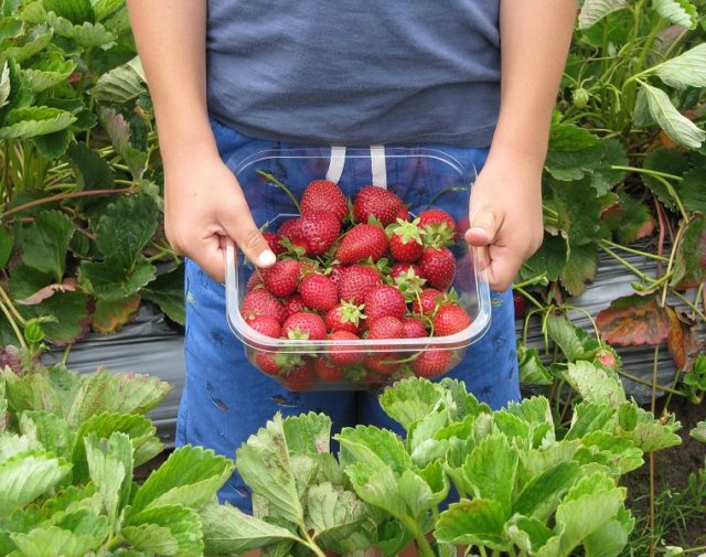 pick your own