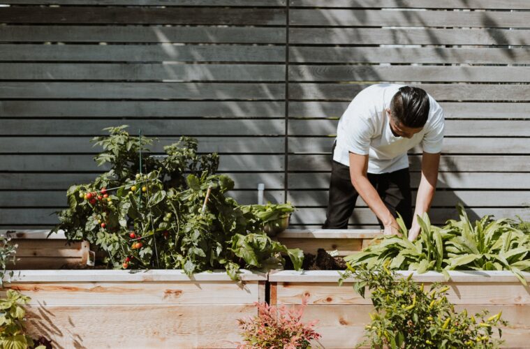 Garden Patch | Vegetable Patch | Vegetable Garden | Vegetable Gardening