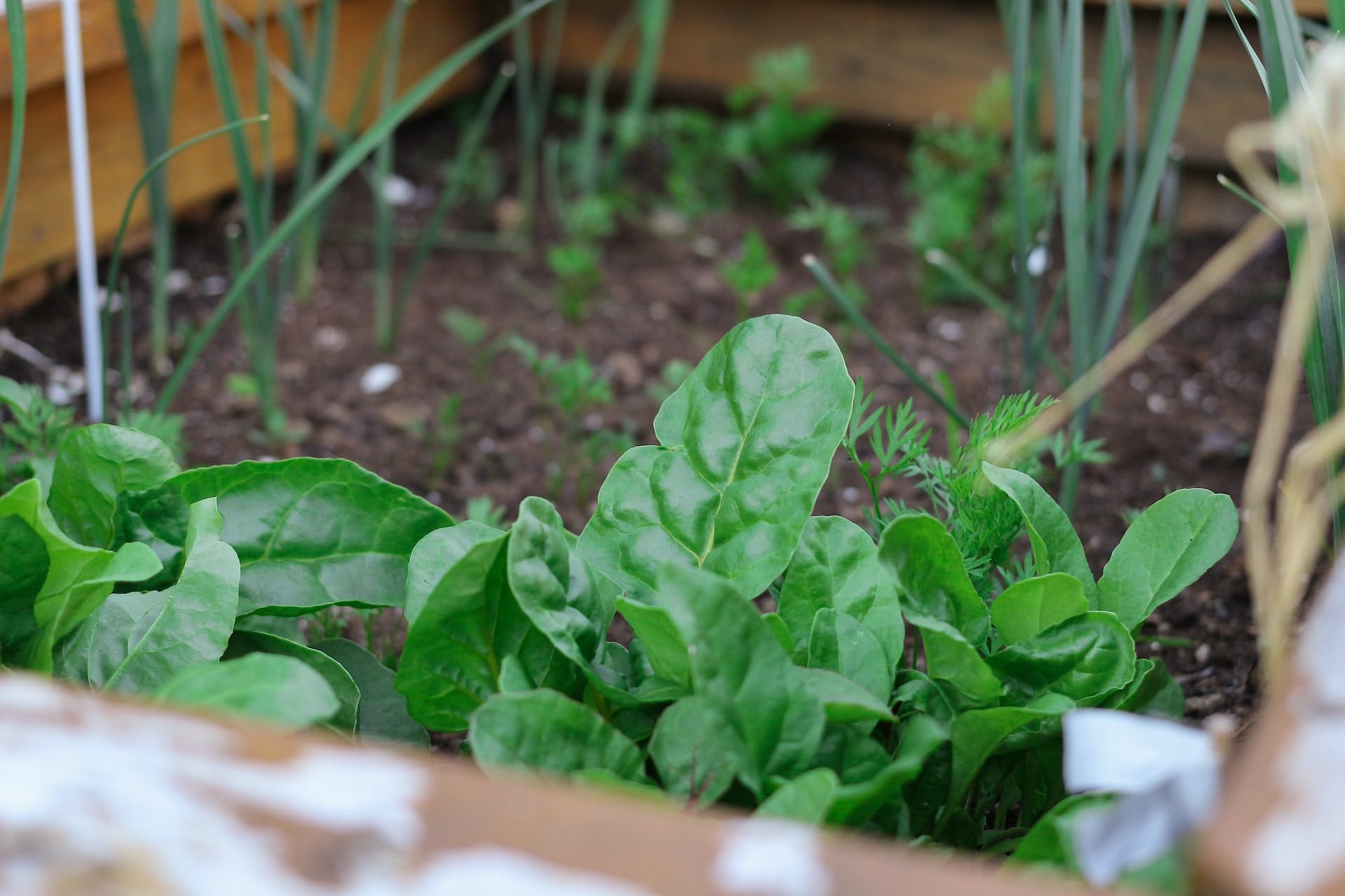 Vegetable Patch | Growing Vegetables in your Back Garden